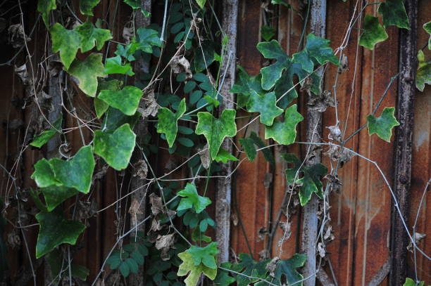 istock grean leaf branch petal on background at outdoor 1174032678