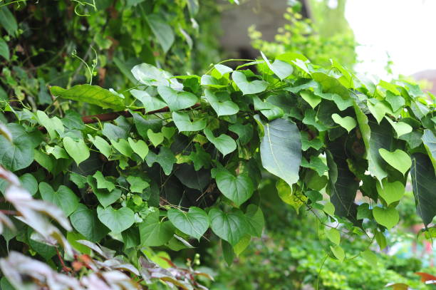 istock grean leaf branch petal on background at outdoor 1174032721