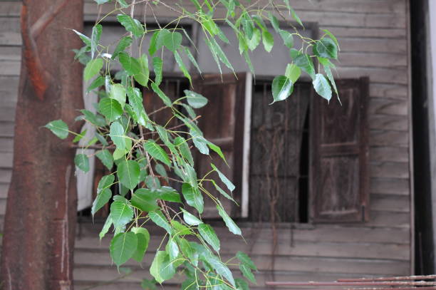 istock grean leaf branch petal on background at outdoor 1174032735