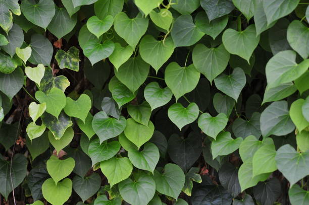 istock grean leaf branch petal on background at outdoor 1174032738