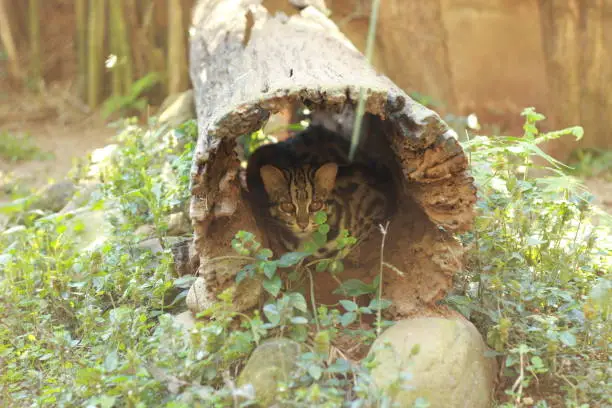 Photo of a young small Wild leopard cat (Prionailurus bengalensis) pacing in it's cage in a small zoo in Northern Thailand, Southeast Asia