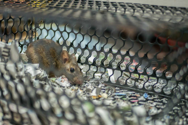 Rat caught in a mousetrap