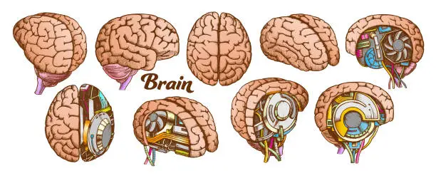Vector illustration of Color Brain Set Collection In Different Views Vector