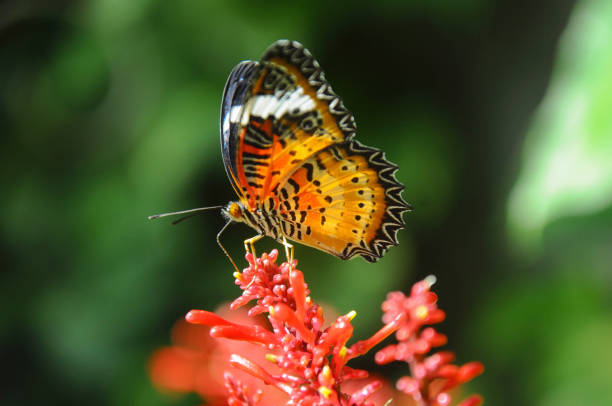 istock Leopard lacewing butterfly on flower 1174050634