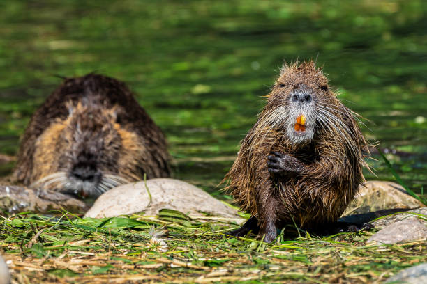 coypu, myocastor coypus, also known as river rat or nutria - nutria rodent beaver water imagens e fotografias de stock