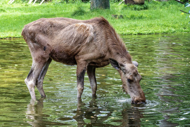 istock European Moose, Alces alces, also known as the elk 1174051656