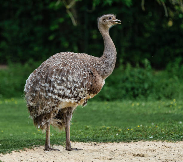 istock Darwin's rhea, Rhea pennata also known as the lesser rhea. 1174051808