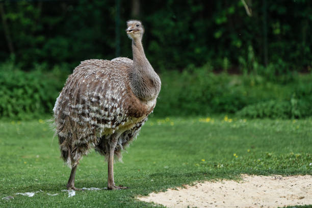 istock Darwin's rhea, Rhea pennata also known as the lesser rhea. 1174051882