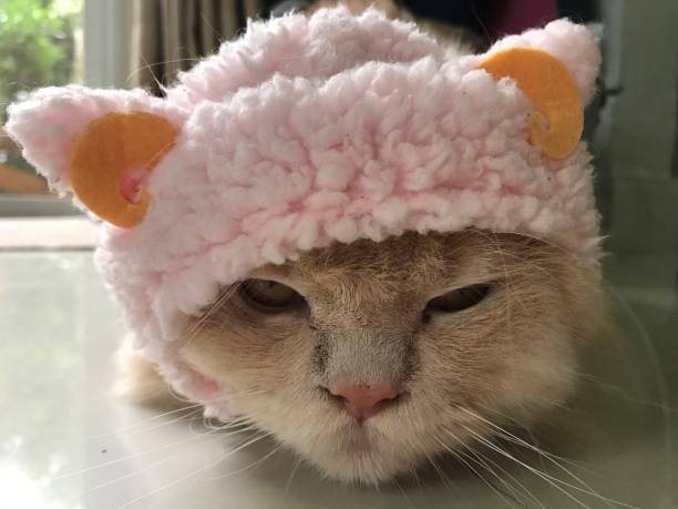 istock orange Persian cat with cute pink knitted hat 1174052212