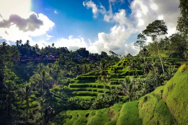 Ricefield in Bali