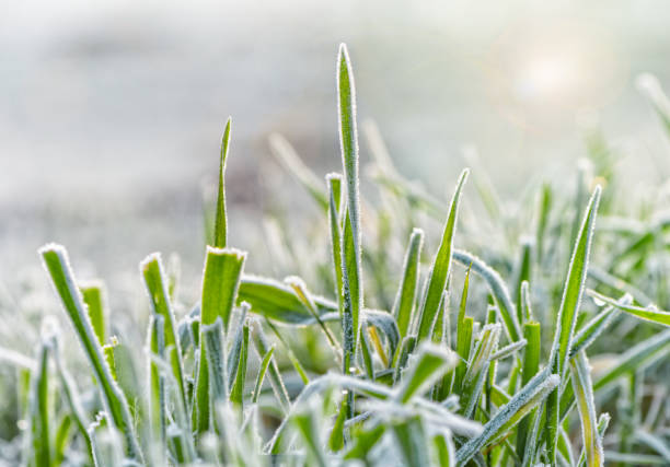 istock Frozen winter morning grass close-up. 1174053795