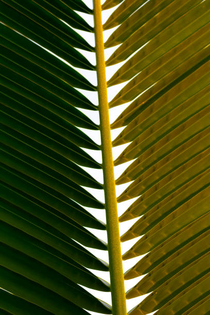 istock Leaves of a palm tree 1174054366