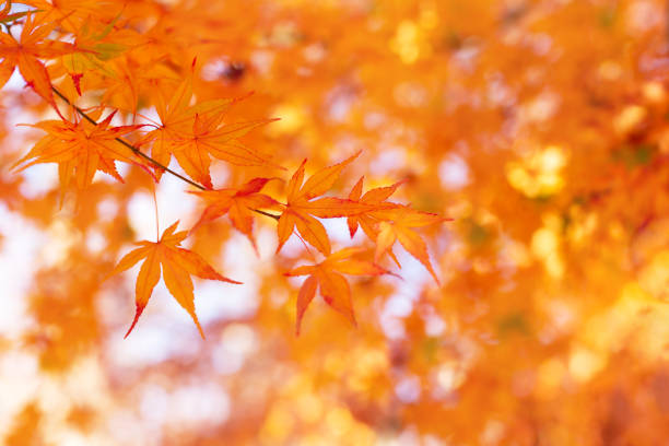 composizione autunnale con aceri giapponesi e cielo. - vibrant color horizontal japan branch foto e immagini stock