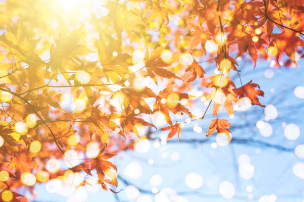 Autumn composition with Japanese maple trees and sky.