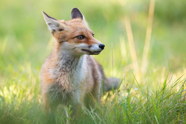 istock Cute red fox standing on green grass in summer with blurred background. 1174058358