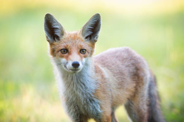 istock Close-up of red fox head in wilderness in spring time. 1174058365