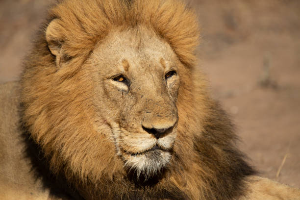 istock A dominant male lion 1174058997