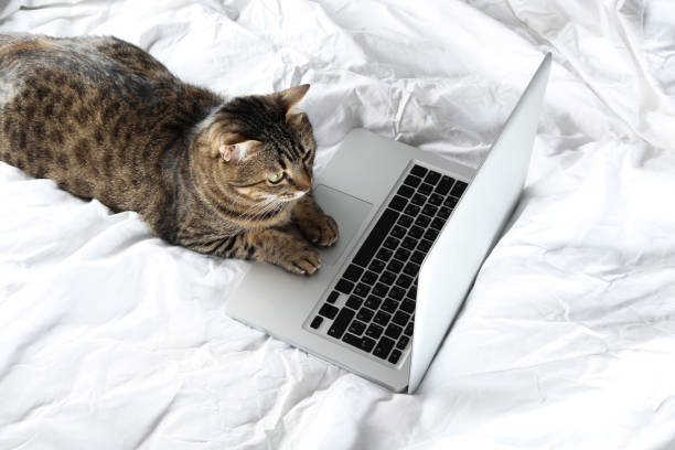 istock Beautiful cat with laptop computer lying on white bed 1174059029