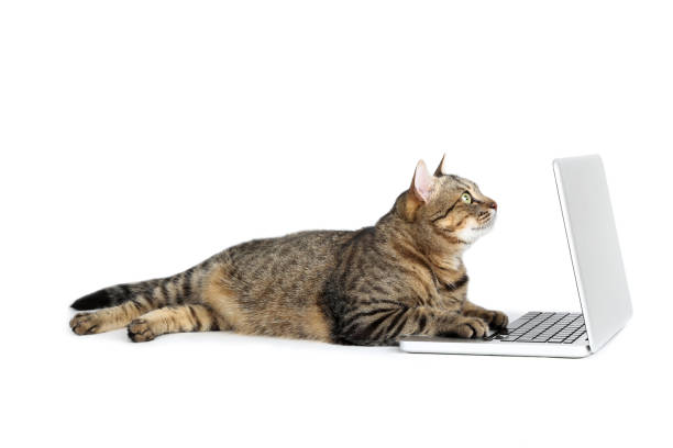 istock Beautiful cat with laptop computer lying on white background 1174059136