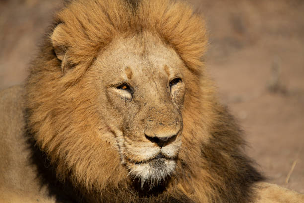 istock A dominant male lion 1174059232