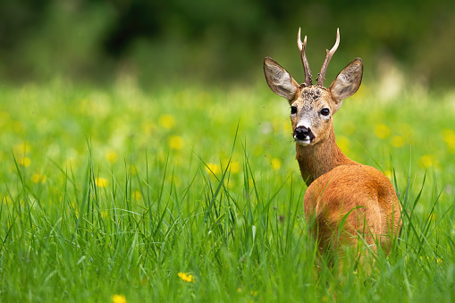 Roe deer, capreolus capreolus, buck looking behind on a green meadow with blooming yellow wildflowers in summer with copy space. Wild deer animal in fresh nature with blurred background.