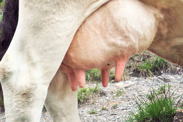 istock Close up photo on a cow's full and extended udder ready for milking 1174059724