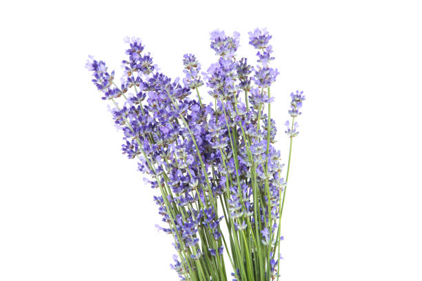 istock Lavender flowers isolated on white background 1174061627