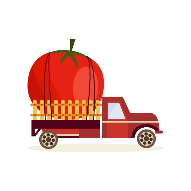 ilustrações, clipart, desenhos animados e ícones de cultivando o conceito da colheita com o tomate maduro grande na parte traseira do carro do caminhão isolado no fundo branco. - tomato giant vegetable pick up truck