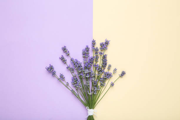 istock Lavender flowers on colorful background 1174061888
