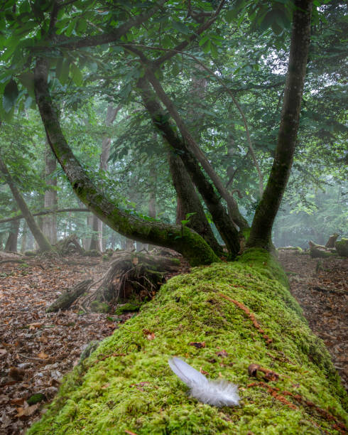 Crossways\nDorset\nEngland\nMisty morning in deciduous woodland with beautiful green moss