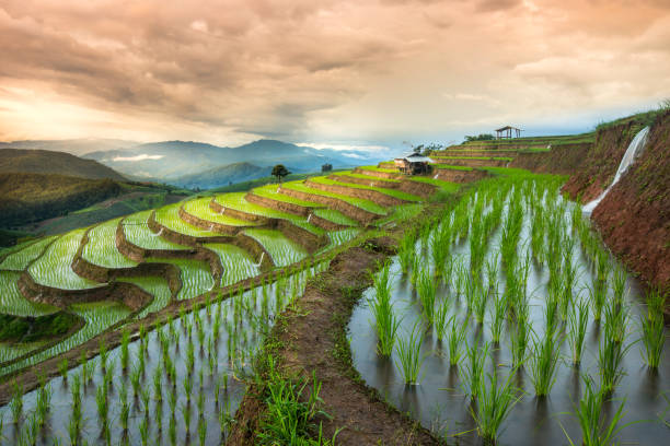istock Fresh terrace rice field over the mountain range and beautiful sunset - Vibrant color effect 1174064228