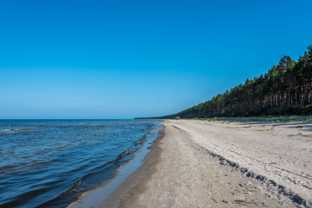 istock Forest at a Baltic Sea Beach on a Clear and Sunny Day 1174065656