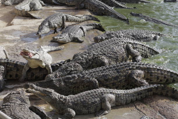 istock Feeding crocodiles on a crocodile farm. Crocodiles in the pond. 1174065773