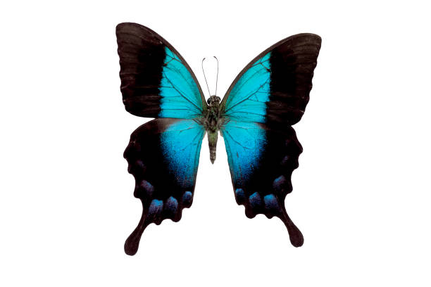 istock beautiful butterfly with blue wings isolated on white 1174065897