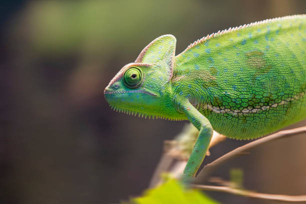 istock green chameleon in a calm state on a branch 1174065927