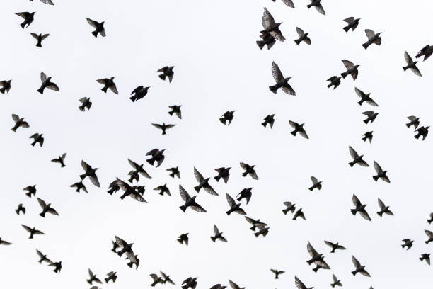 istock starlings spreading wings flying through the gray sky 1174065975