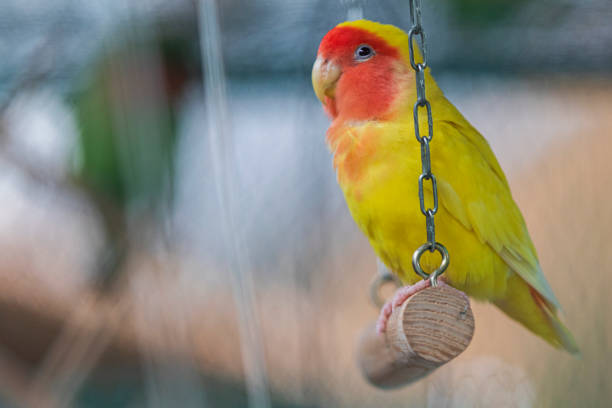 istock yellow parrot with red cheeks sits in a cage on a swing 1174066028