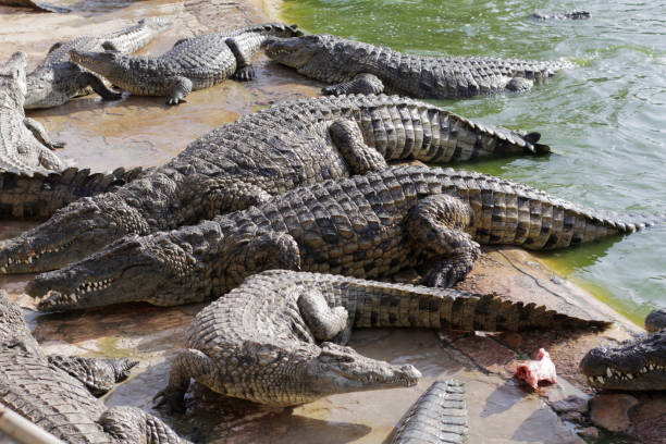 istock Feeding crocodiles on a crocodile farm. Crocodiles in the pond. 1174066079
