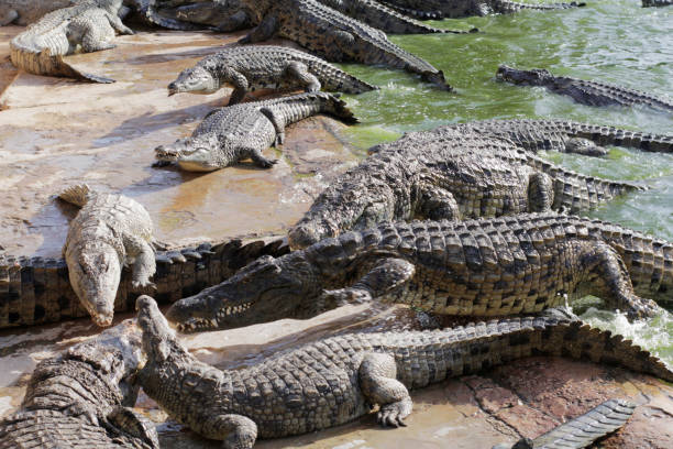 istock Crocodiles bask in the sun. Crocodiles in the pond. 1174066348