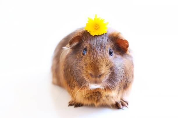 Cute Brown Guinea Pig With Dandelion Flower stock photo