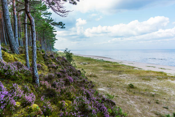 plantes forestières et sauvages sur une plage de la mer baltique par une journée claire et ensoleillée - 2657 photos et images de collection