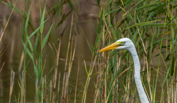 istock Great White Egret in Wetlands in Latvia on a Sunny Day 1174067175