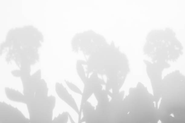 istock Gray shadows of flowers on a white wall 1174067386