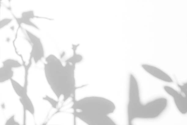 istock Gray shadow of the leaves on a white wall 1174067397