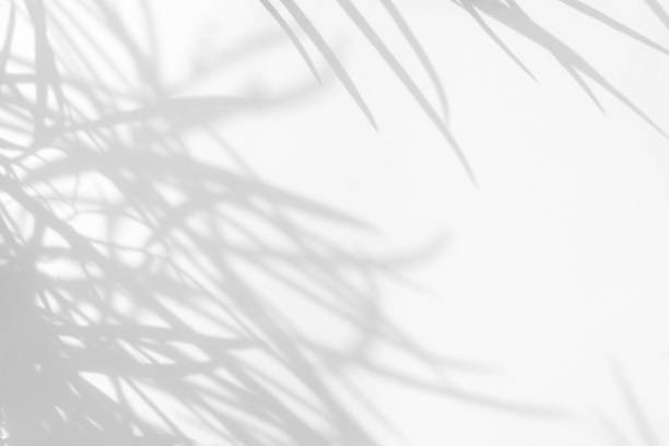 istock Gray shadows of the delicate grass on a white wall 1174067404