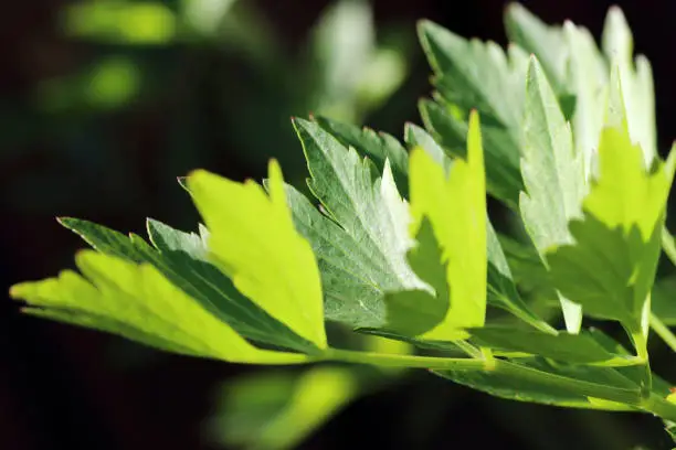 Lavas (Levisticum officinale) or Maggi plant is originally from southern Europe and has healing properties