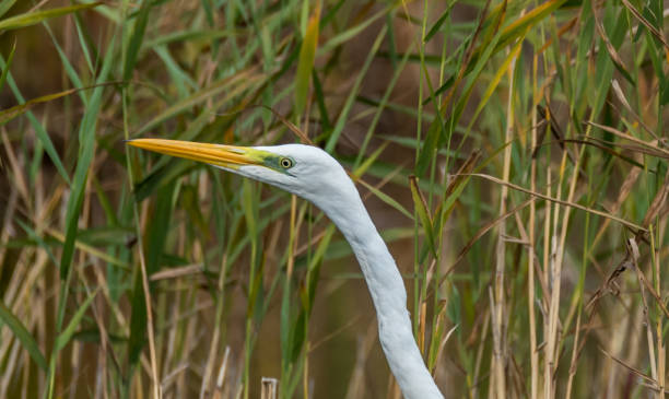 istock Great White Egret in Wetlands in Latvia on a Sunny Day 1174067910