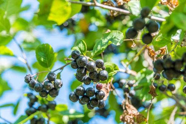 Ripe Aronia Chokeberries Ready for Harvest on a Sunny Day