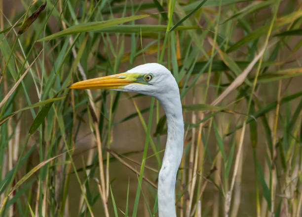 istock Great White Egret in Wetlands in Latvia on a Sunny Day 1174068189