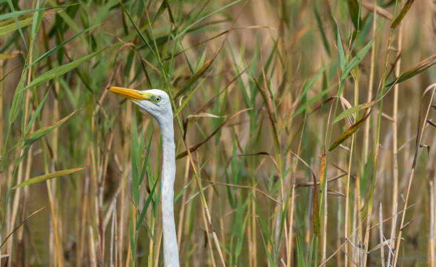 istock Great White Egret in Wetlands in Latvia on a Sunny Day 1174068292